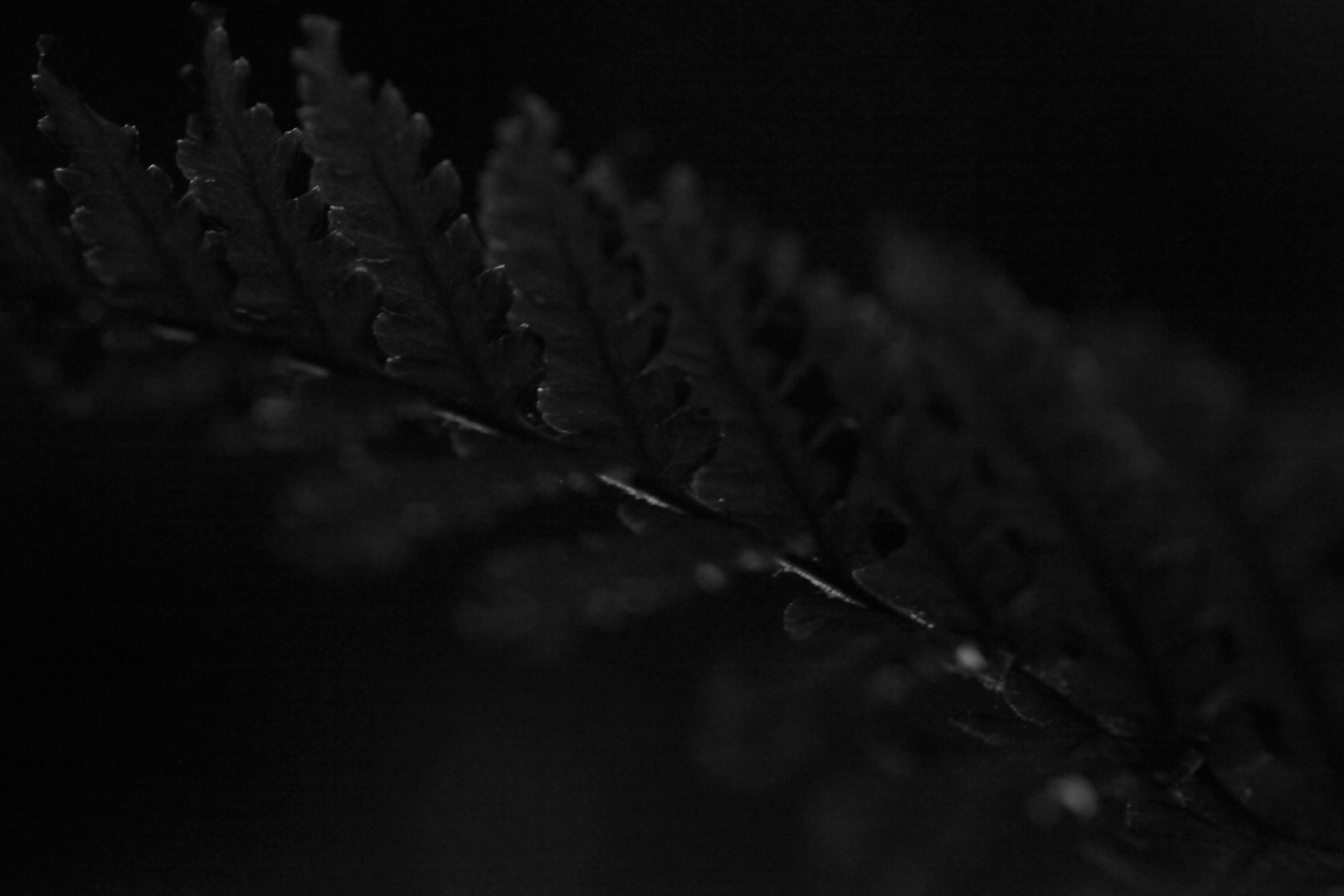 Night fern - 3