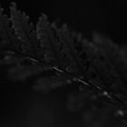 Night fern - 3