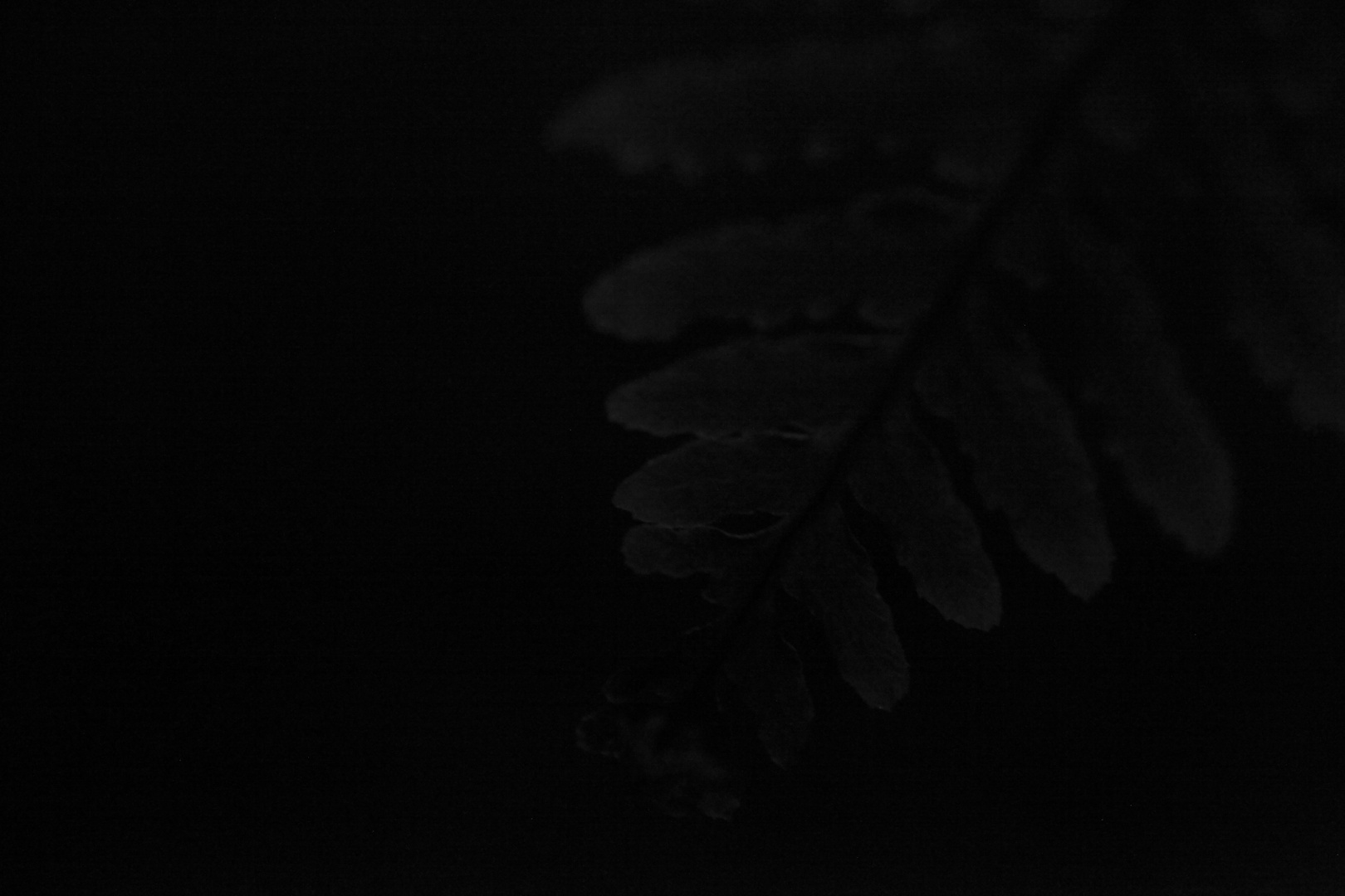 Night fern - 4