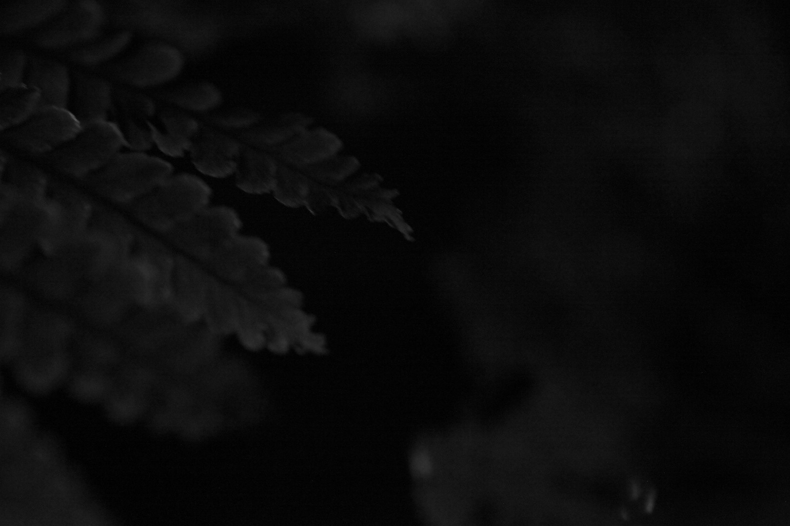 Night fern - 5