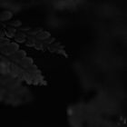 Night fern - 5