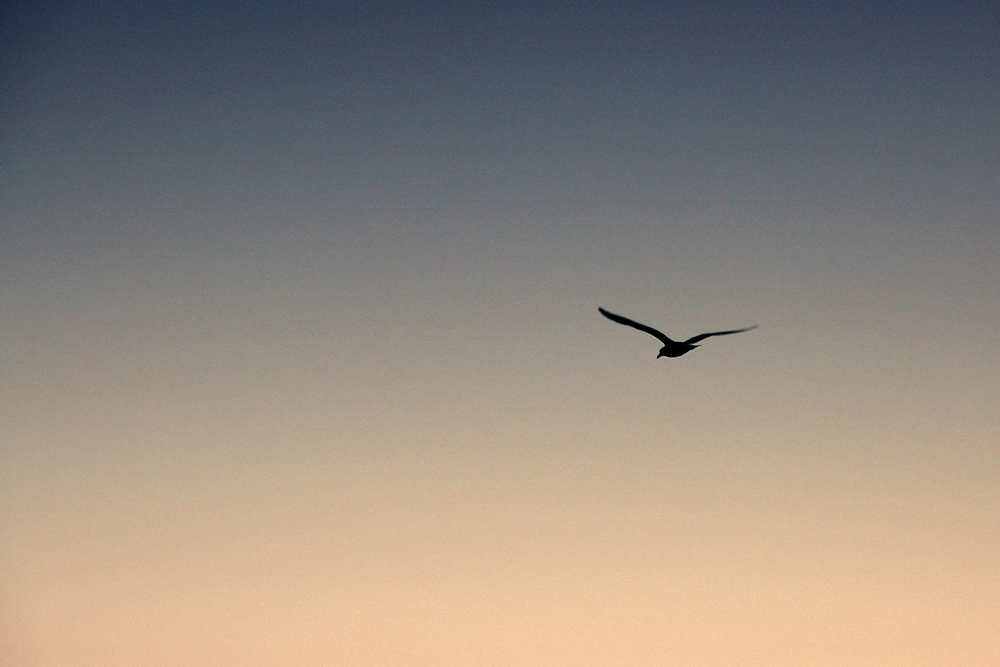 Night Flight