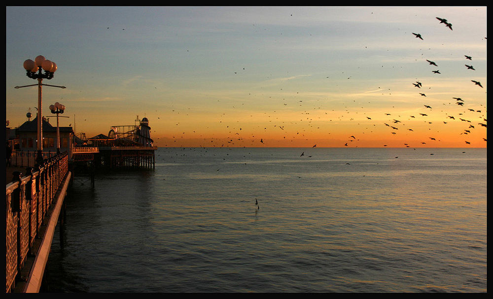 Night flight of the starlings (reload)