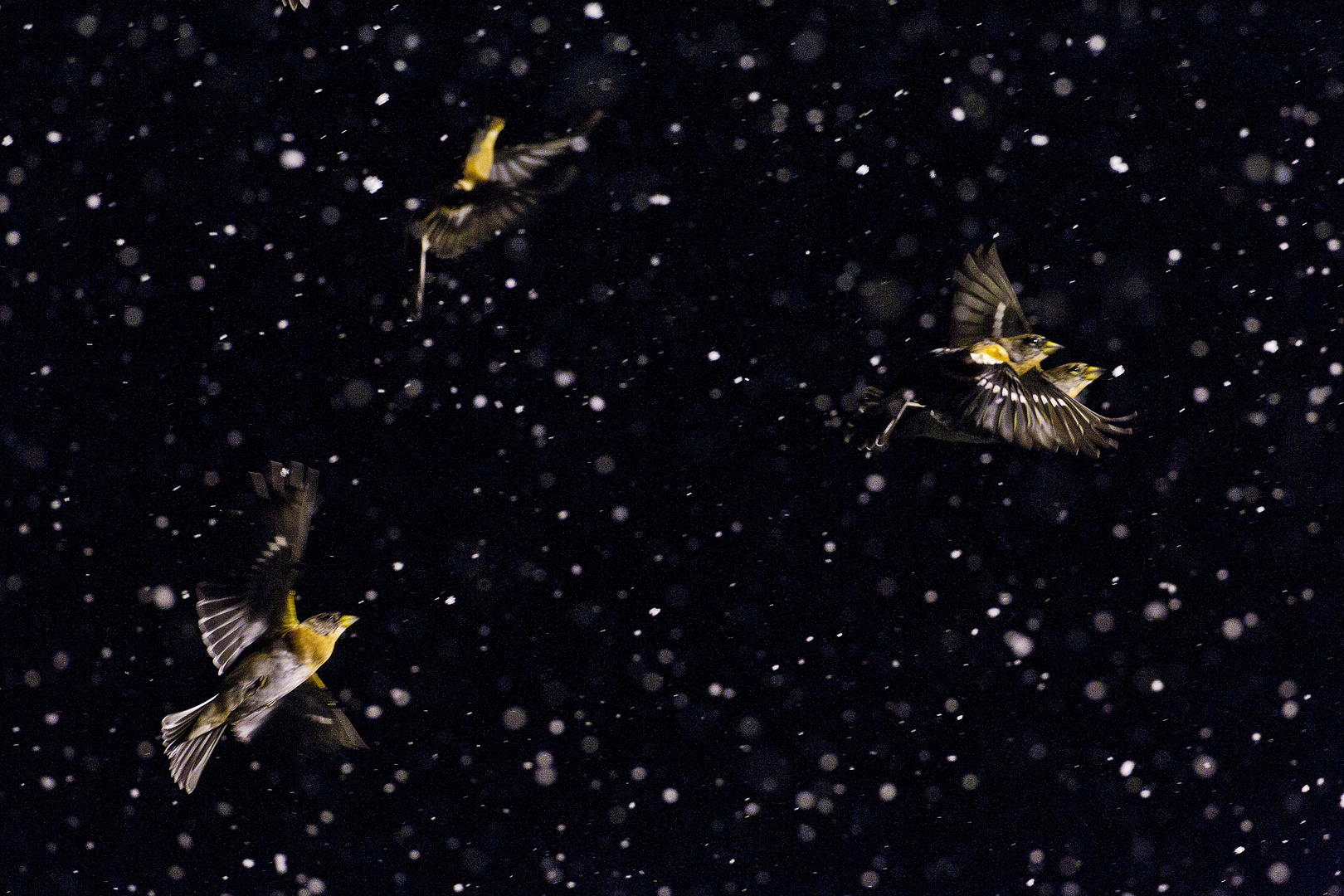 Night Flight (Vol de Nuit)