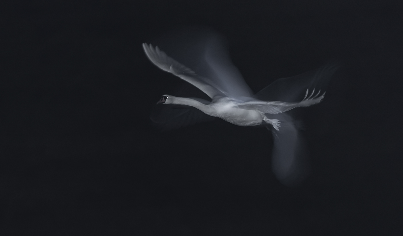 Night-flihgt of a swan, Schwanenflug in der Nacht 02