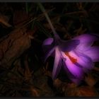 night flower