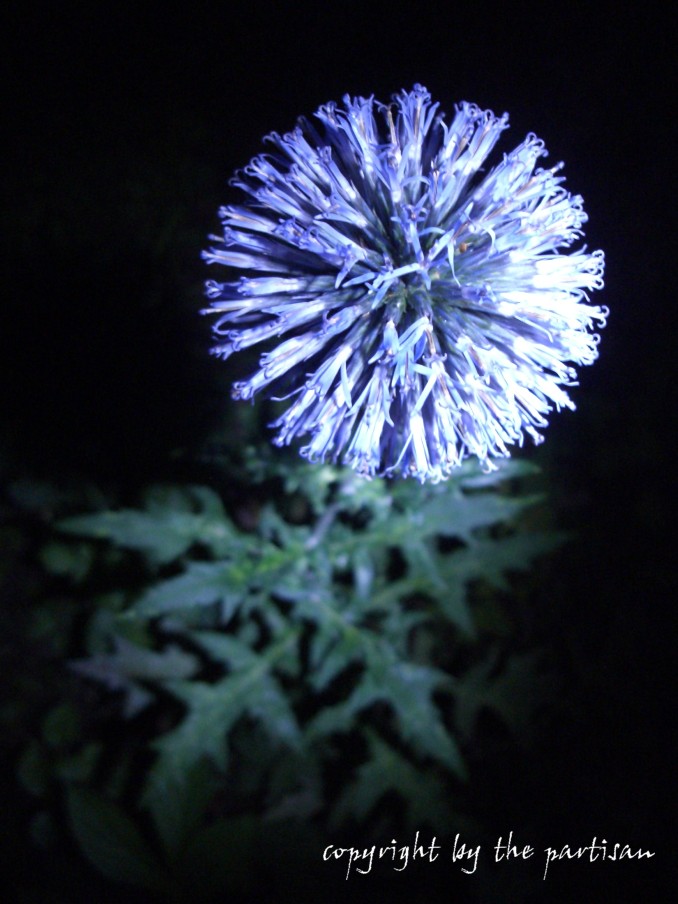 night flower I