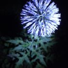 night flower I