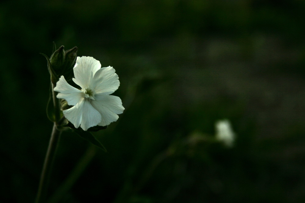 Night Flowering Catchfly