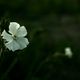 Night Flowering Catchfly