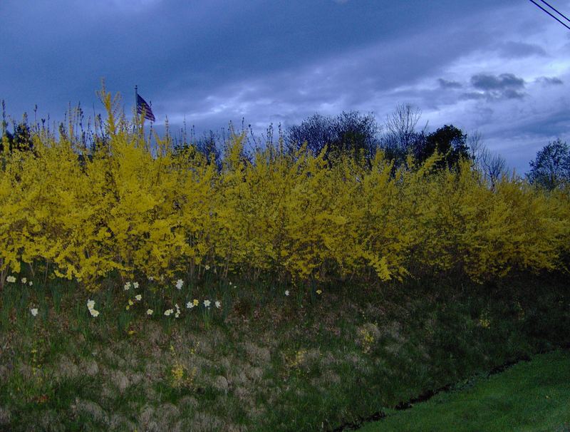 Night Flowers