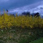 Night Flowers