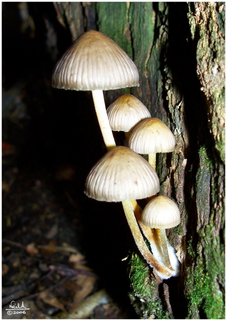 Night Fungi