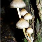 Night Fungi