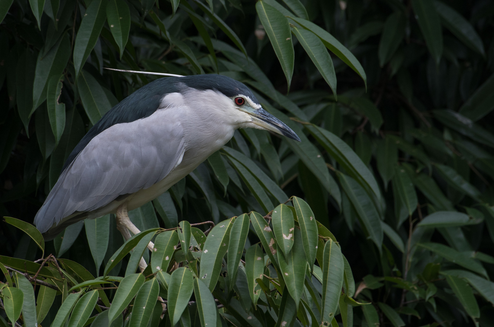 Night Heron