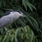 Night Heron