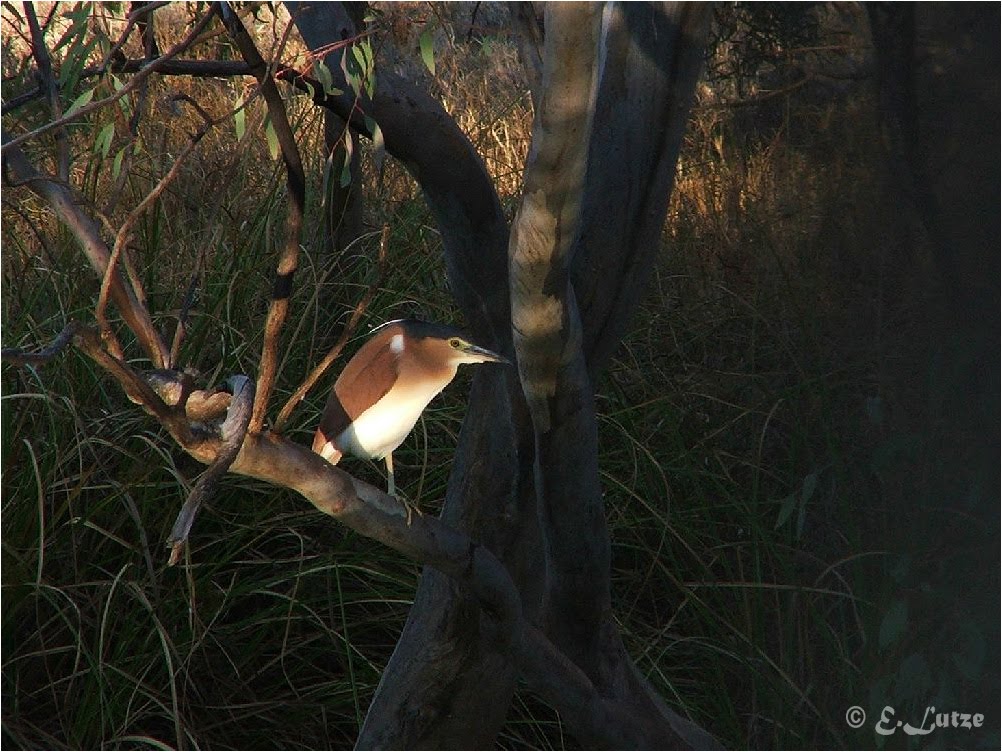 Night Heron