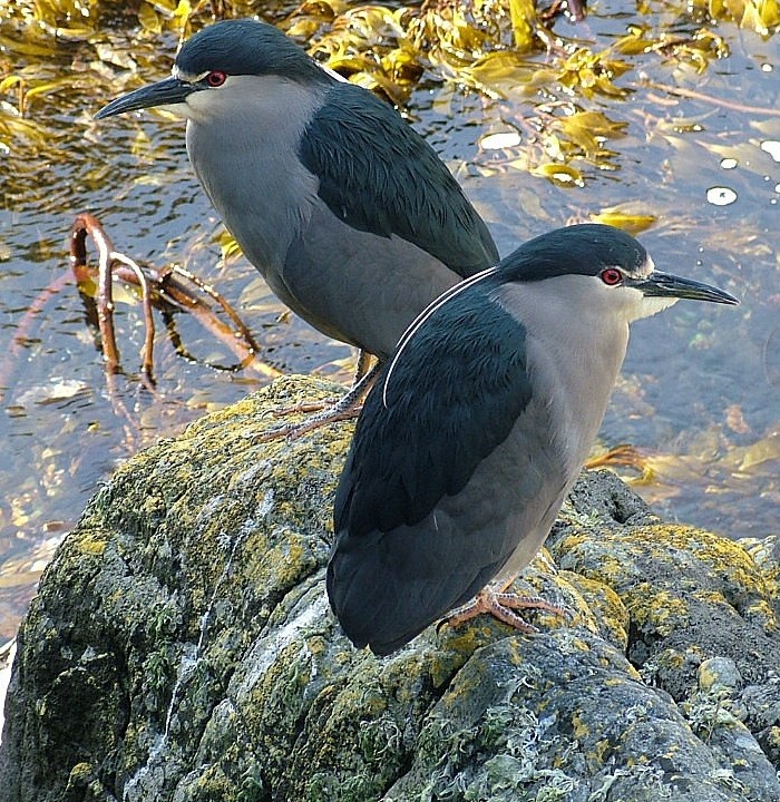 Night-heron