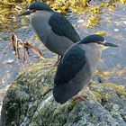 Night-heron