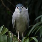 Night Heron