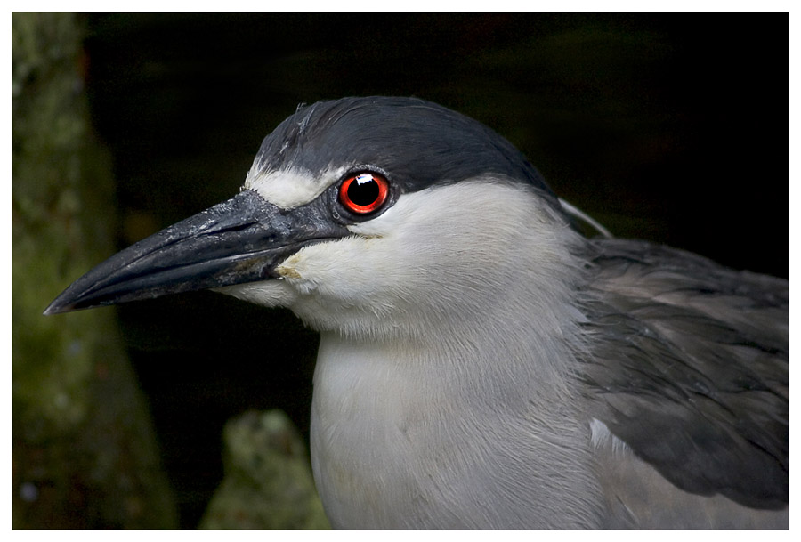 Night Heron