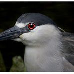 Night Heron