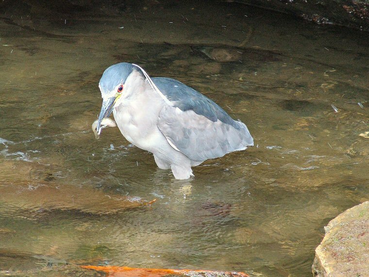 Night Heron