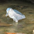 Night Heron