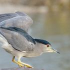 night heron