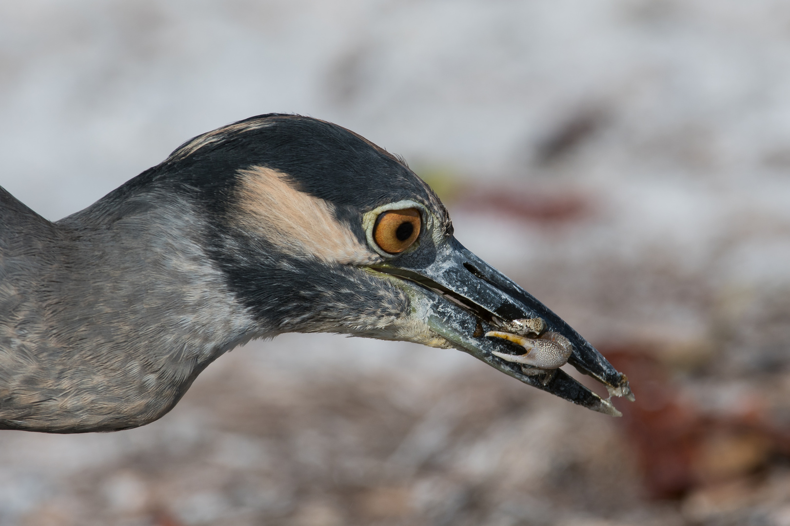 Night Heron eating a crab / Nachtreiher und Nebendarsteller