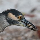 Night Heron eating a crab / Nachtreiher und Nebendarsteller