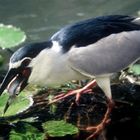 Night Heron Indonesia