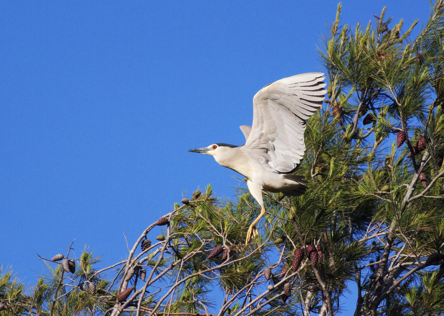 Night heron ( nycticorax nycticorax)