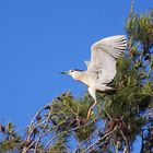 Night heron ( nycticorax nycticorax)