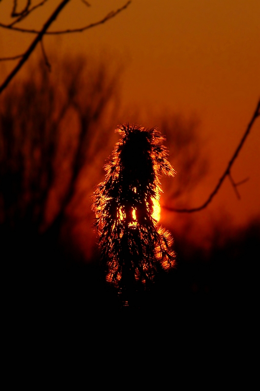 Night Lantern