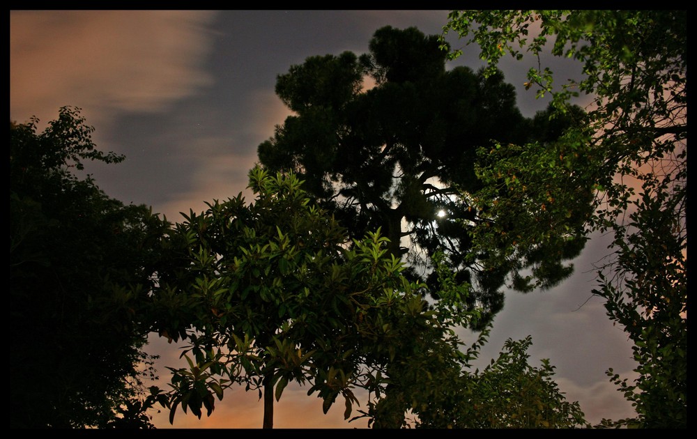 Night Lights in my Garden