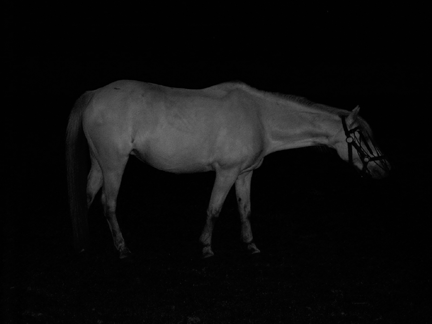 night mare