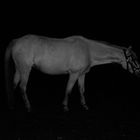 night mare