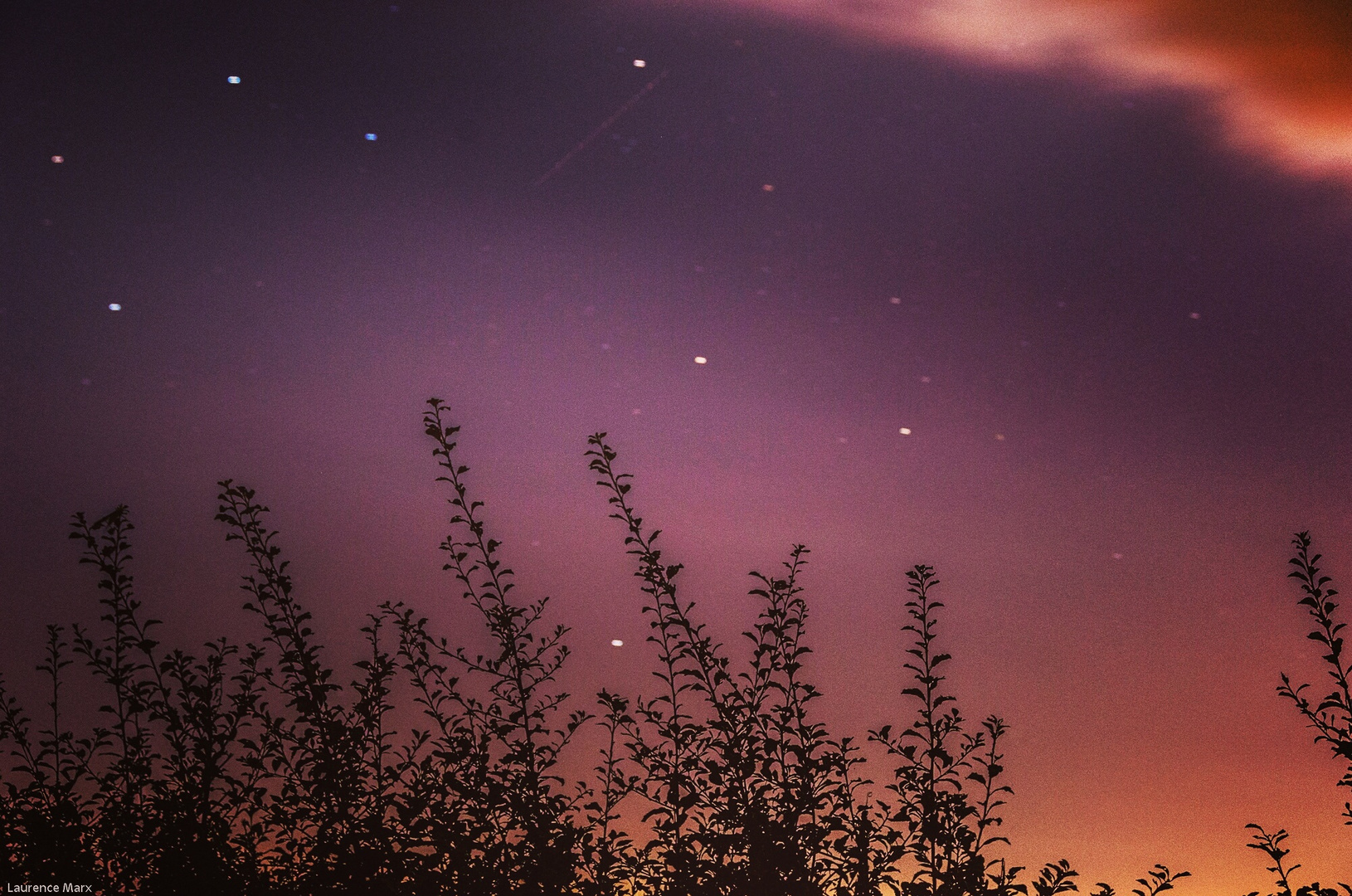 Night of Perseids- Shooting Star