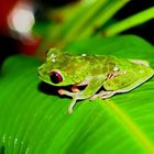 night picture of frog