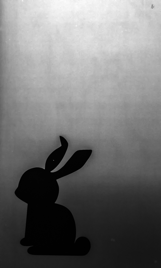 night rabbit