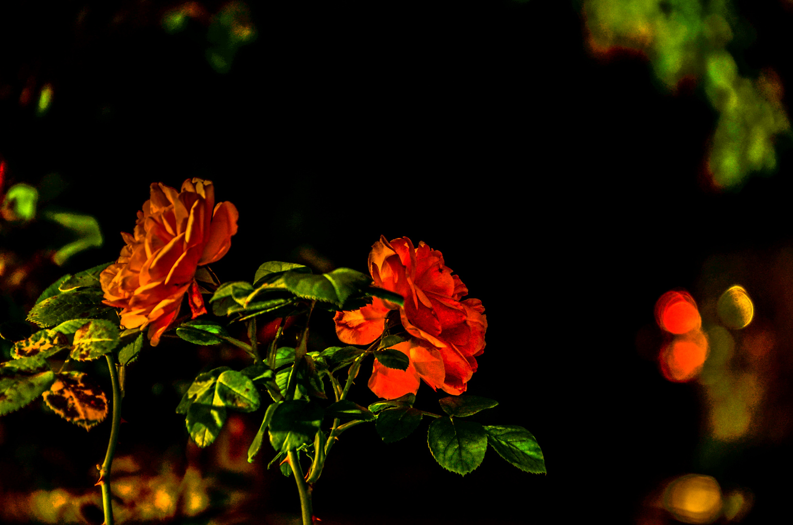 Night Roses