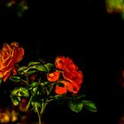 Night Roses