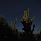 Night sky of Cabo Pulmo