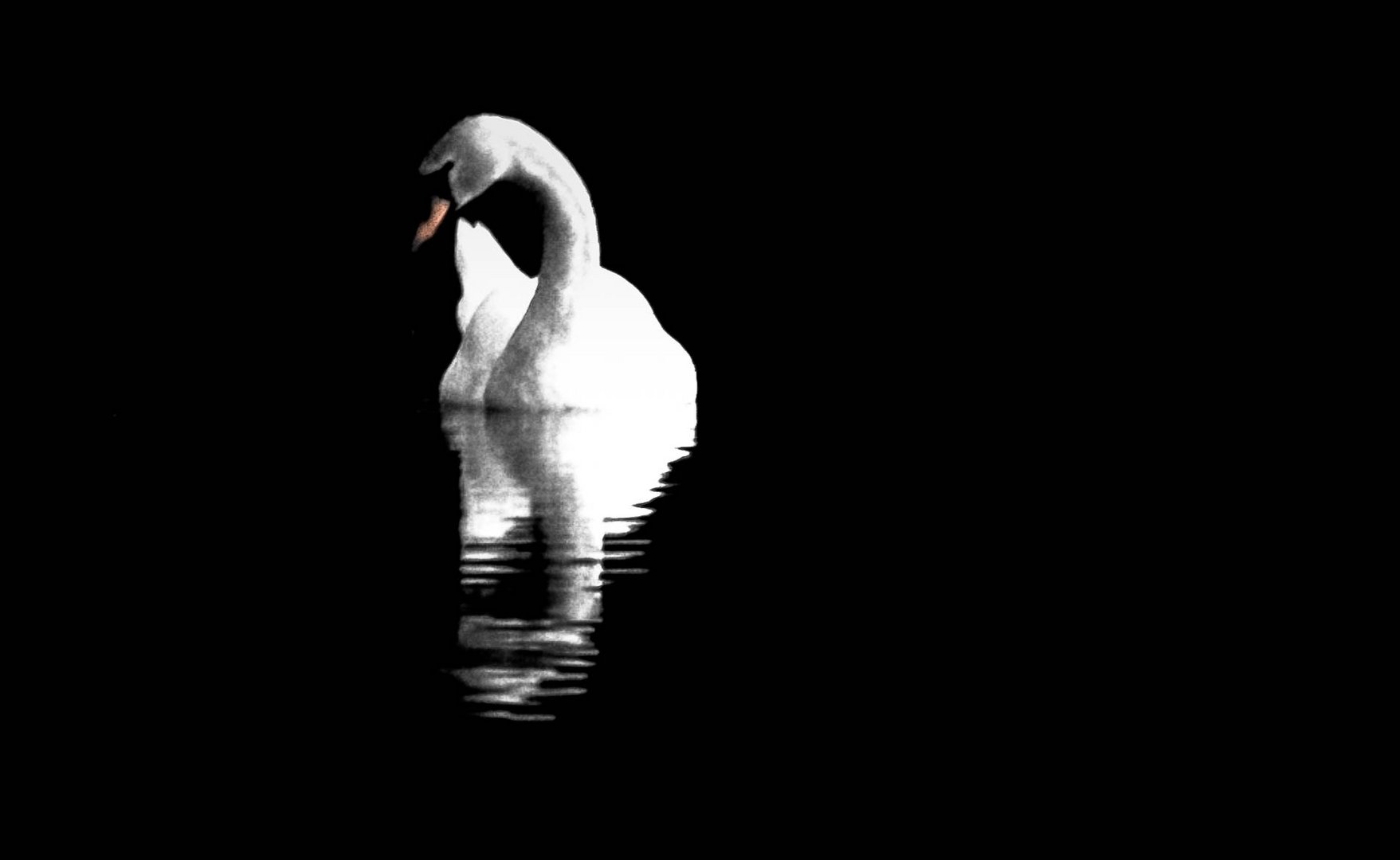 Night-Swan