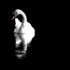 Night-Swan