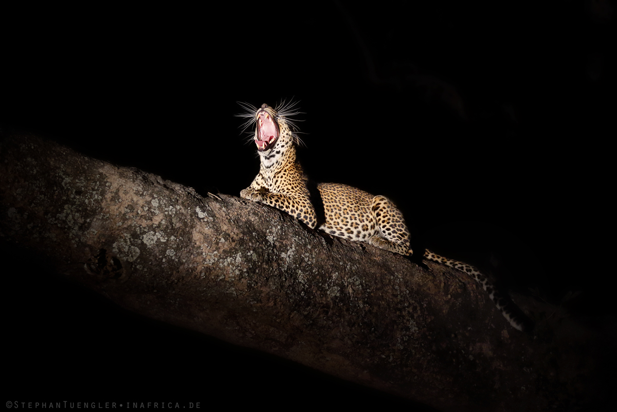 night-time in africa.