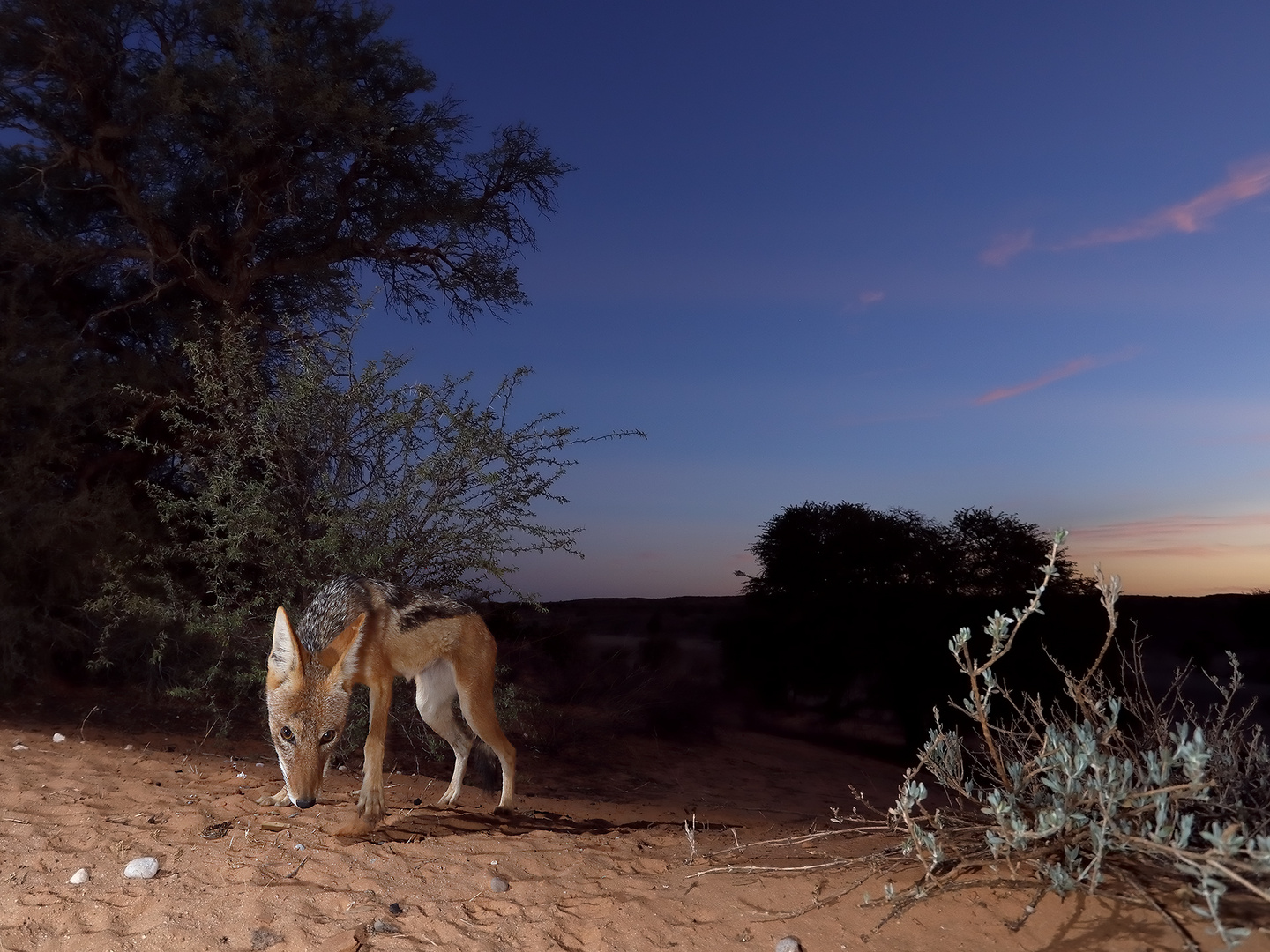 Night Time Visitor