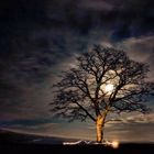 Night tree