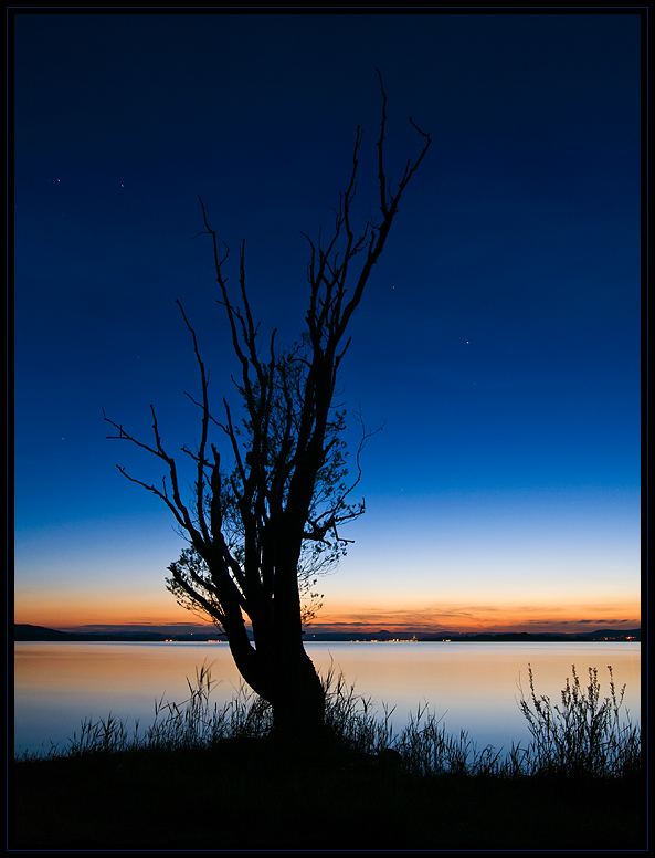 night tree